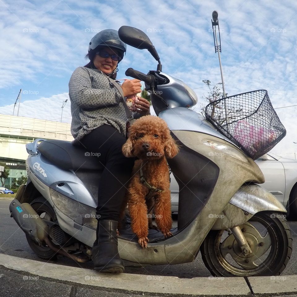 A dog takes a Sunday cruise on a scooter in Taipei. 