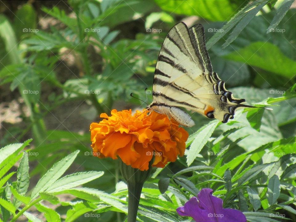 Swallowtail( Machaon)