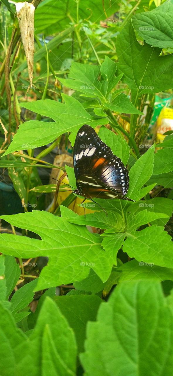 A beautiful butterfly among the green leaves looks beautiful