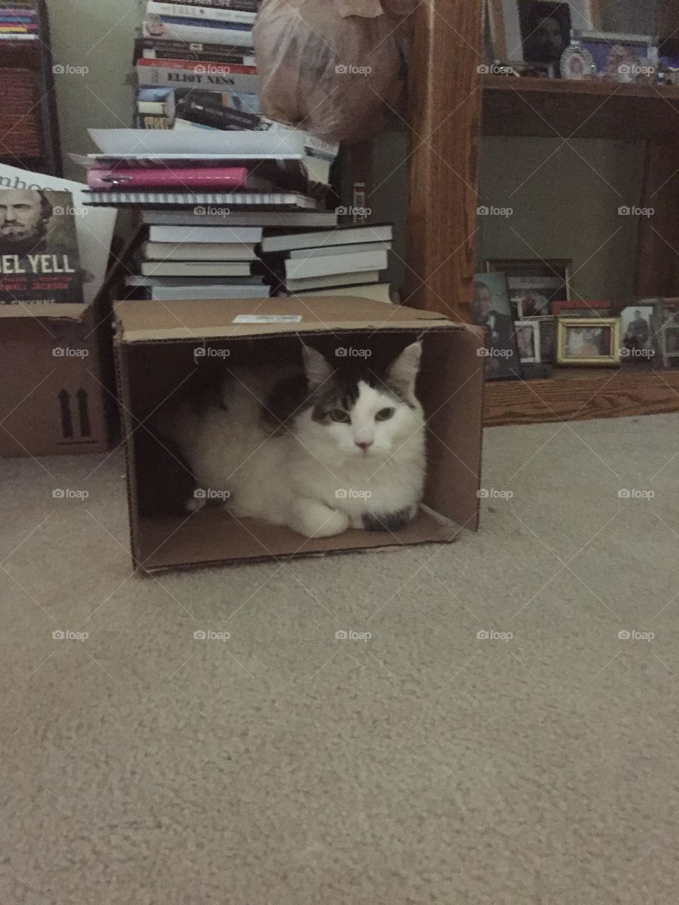 Maggie in a box