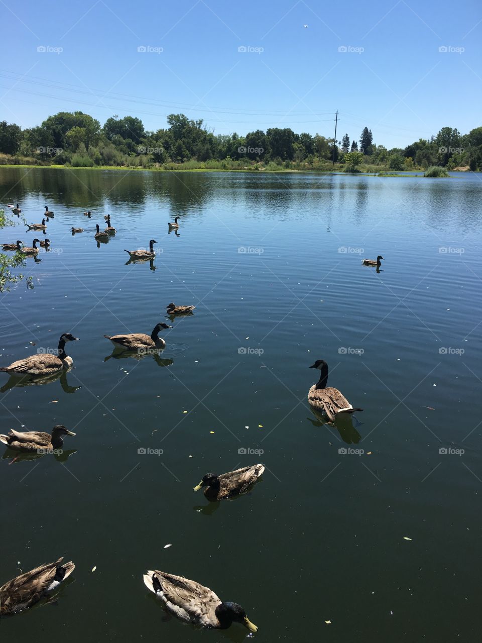 Gaggle of geese swimming in marshland