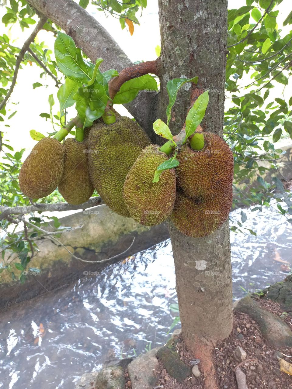 Jackfruit tree that grows on the edge of a small river