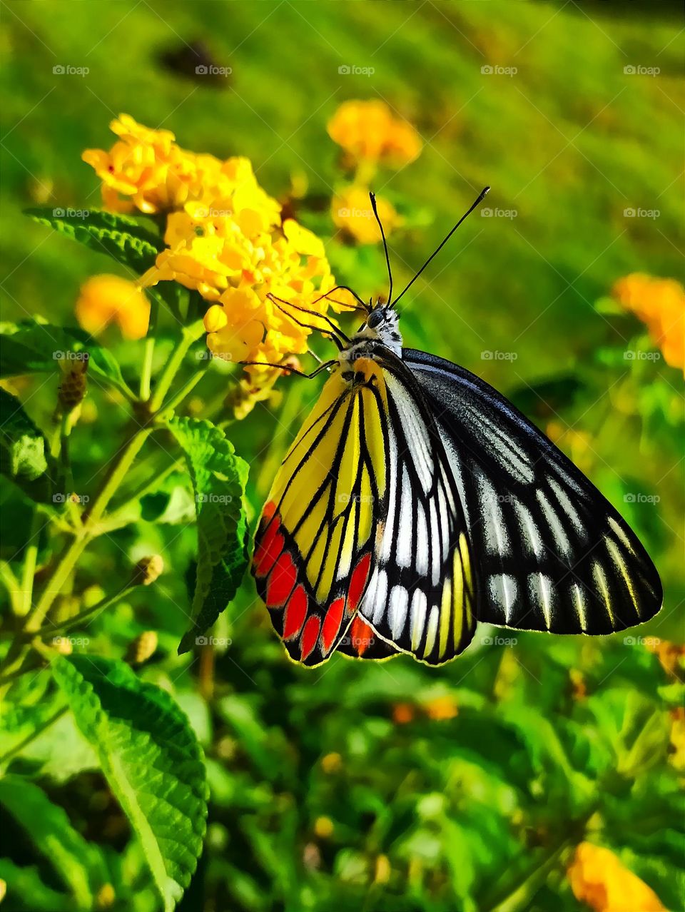 Butterfly photography