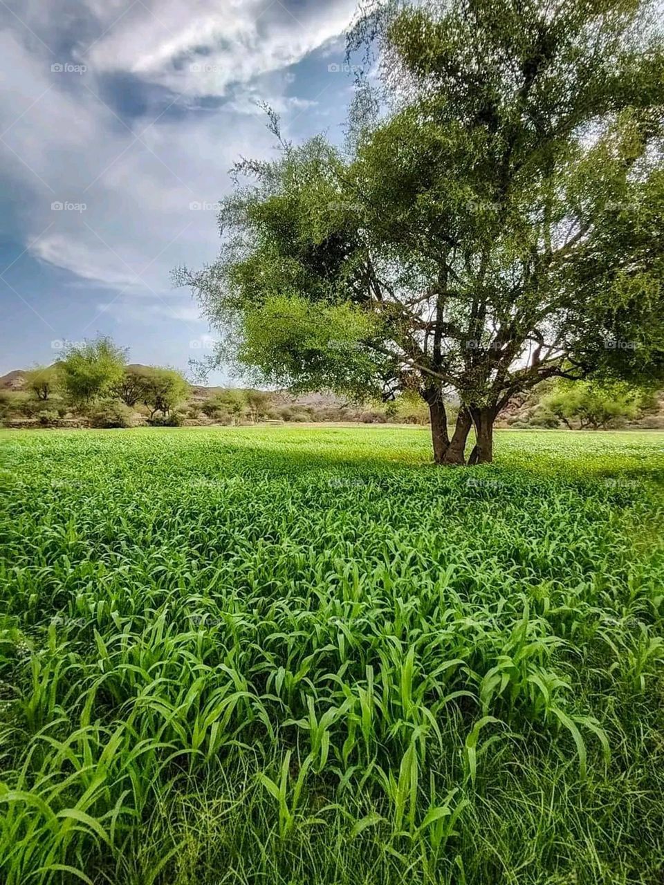 Glory be to God, the magnificent and picturesque view and the natural green trees are a view that is nothing more wonderful than it