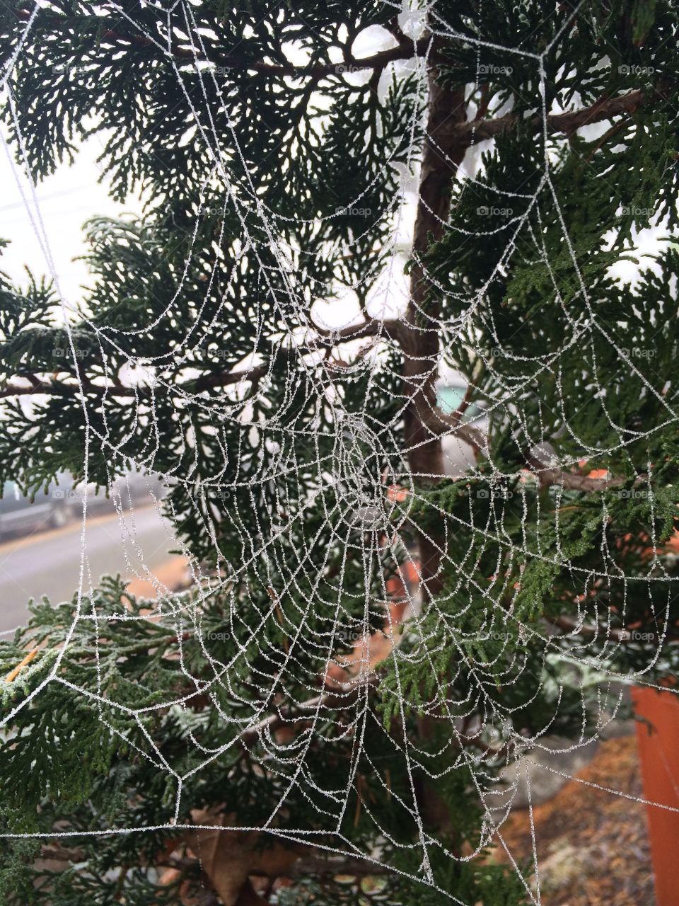 Spider web dazzled with ice 
