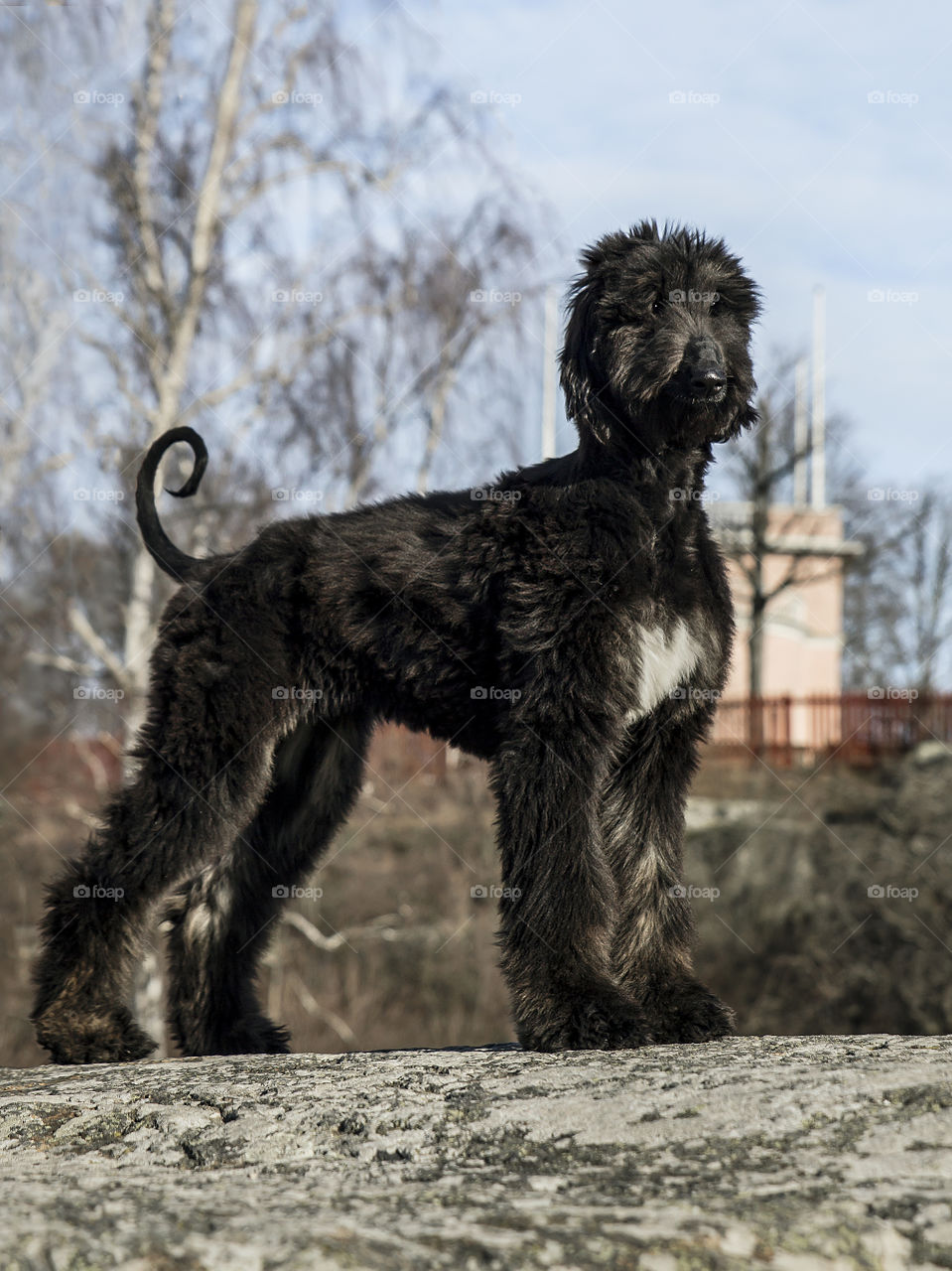 Young proud black and majestic afghanhound posing on the hill with blue sky and trees in the background 