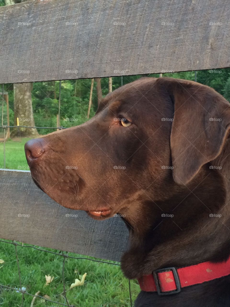 Handsome boy. My lab posing 