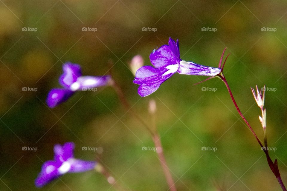 Exterior daylight.  Anglin Lake, SK, CA.  Closeup.  Three tiny purple flowers with a bokeh background.