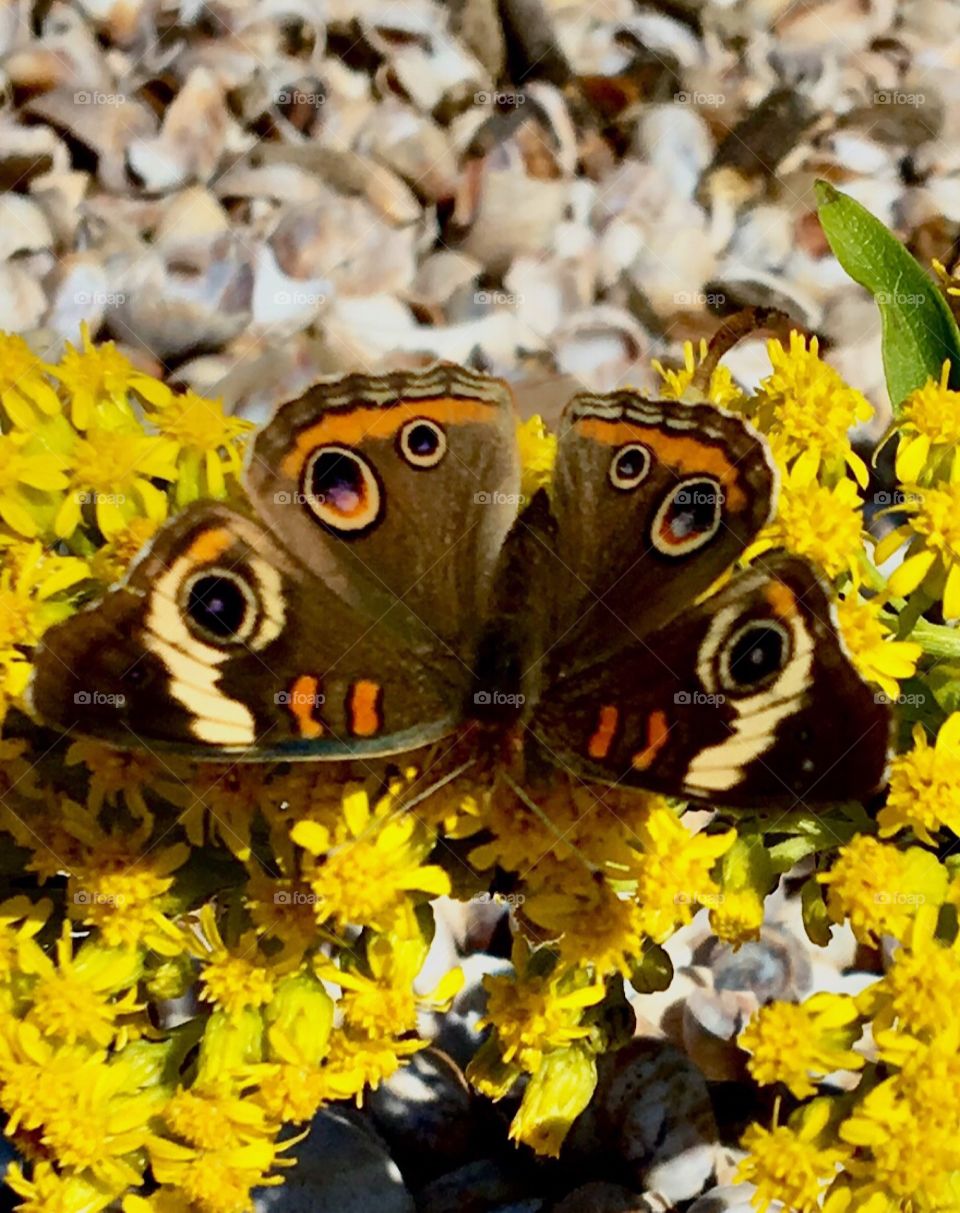 Butterfly on yellow flowers