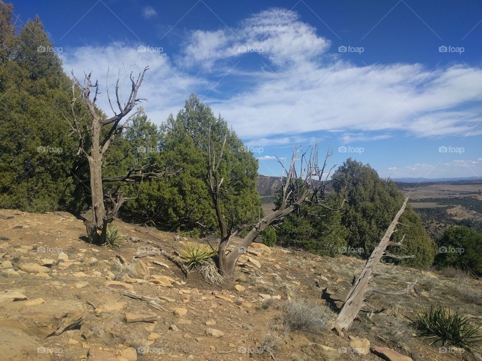 Trees on the mountain