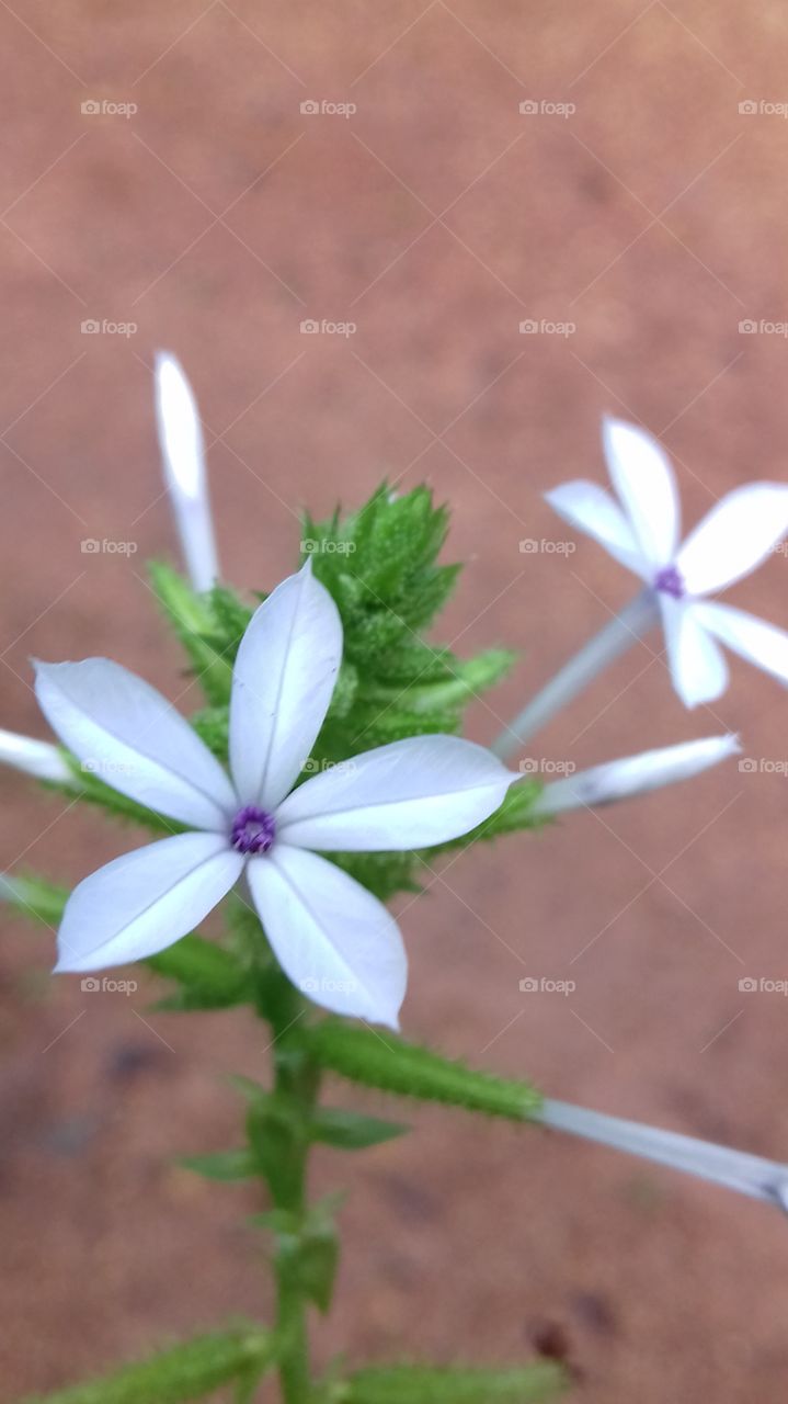 kahu flowers