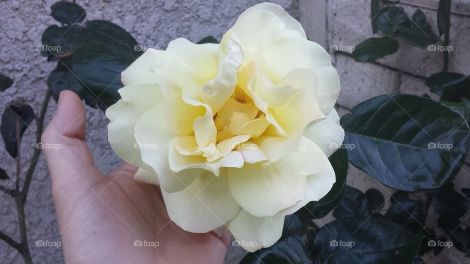 large yellow rose
