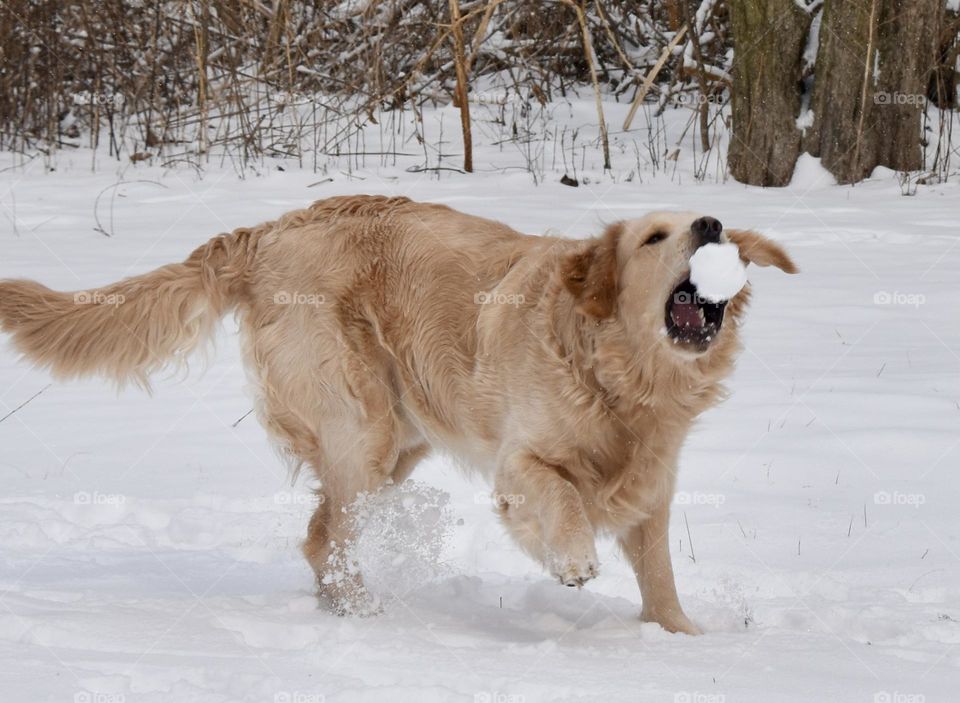 Winter vs spring, Dog trying to catch a snowball