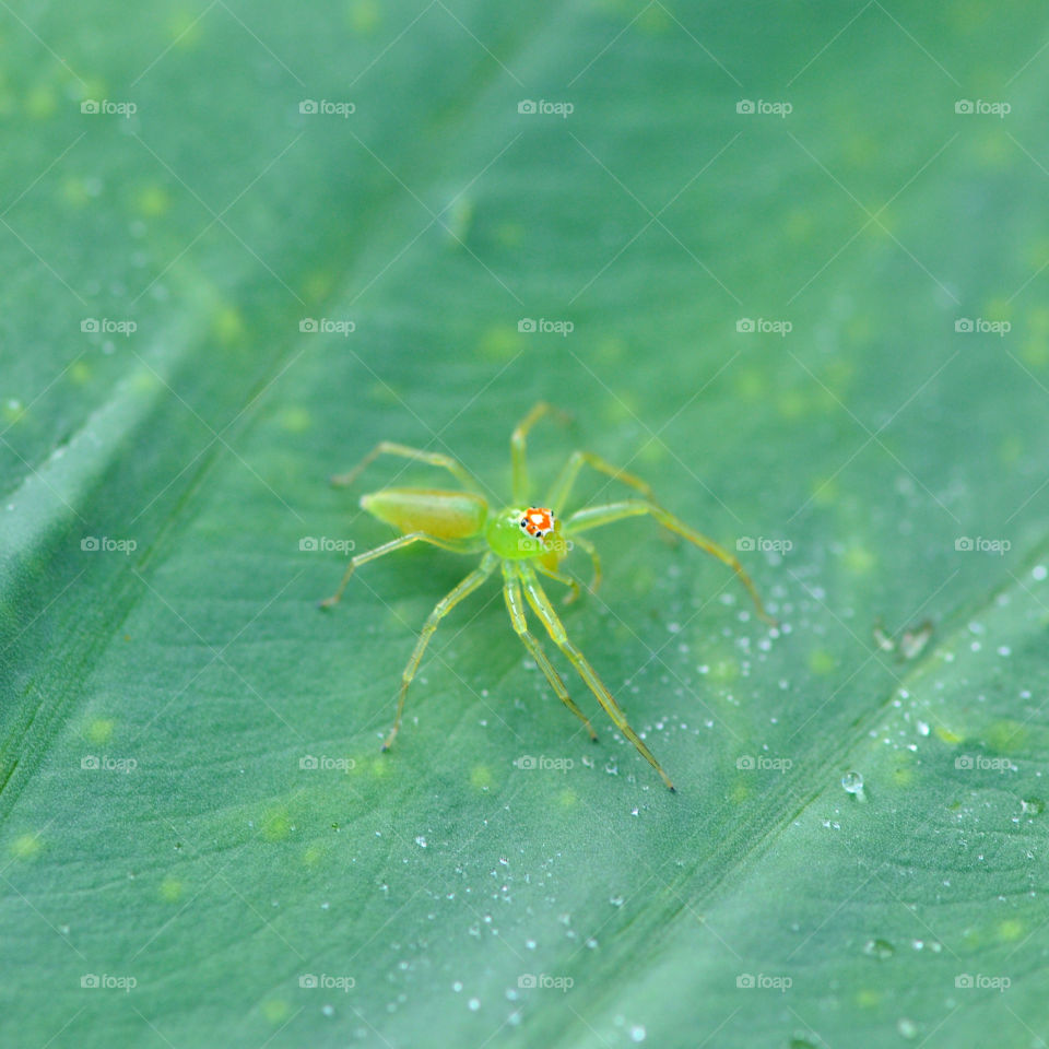 Green spider