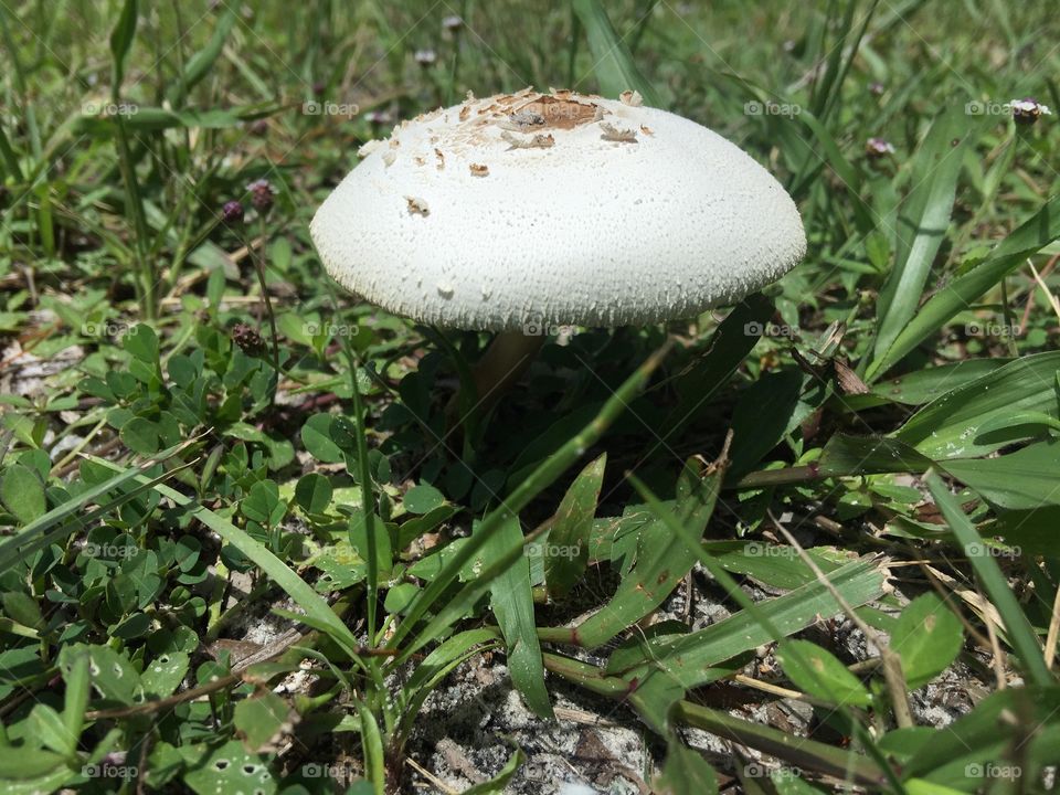Lonely mushroom 