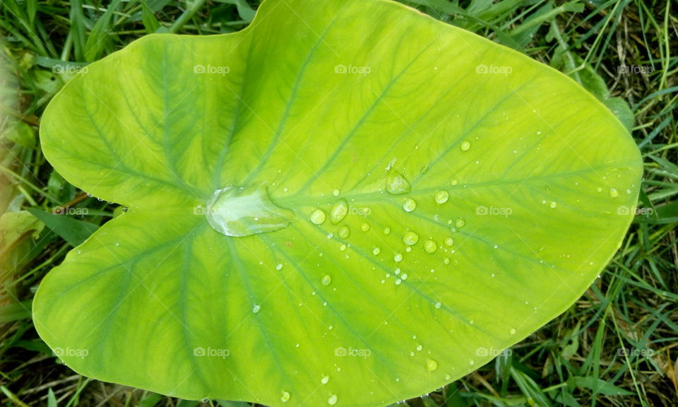 beautiful rain drop