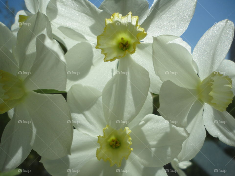 Flower, Nature, Flora, Petal, Easter