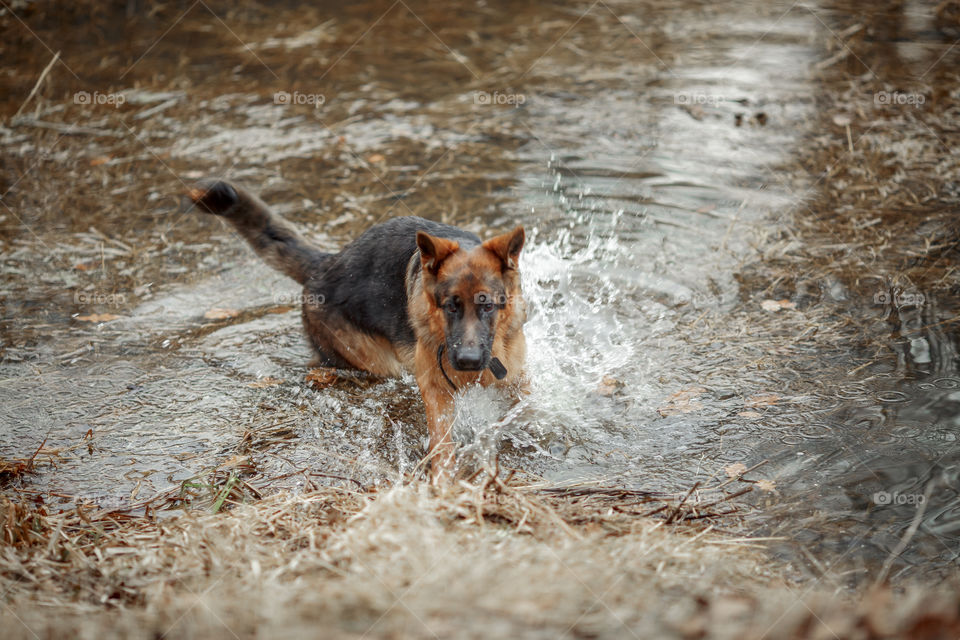 German shepherd young male dog walking outdoor at spring day