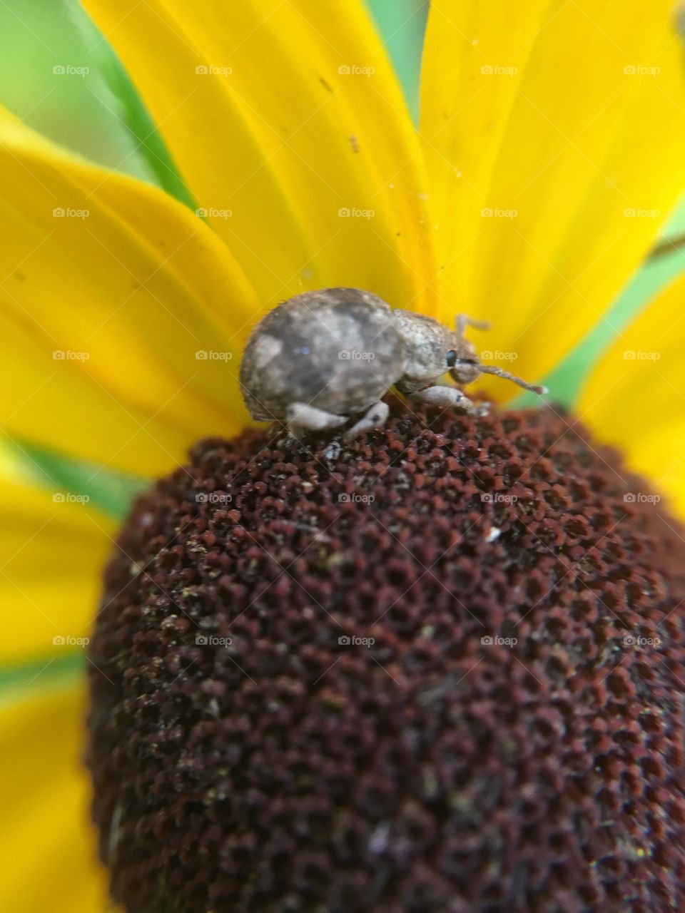 Grey beetle on Black-eyed Susan 