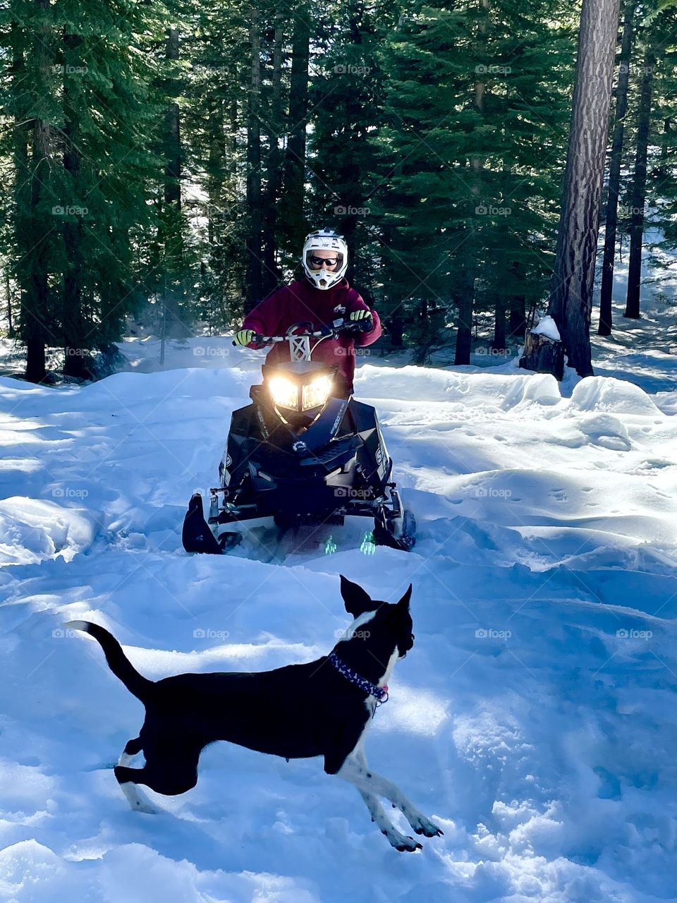 Dog and a snowmobile 