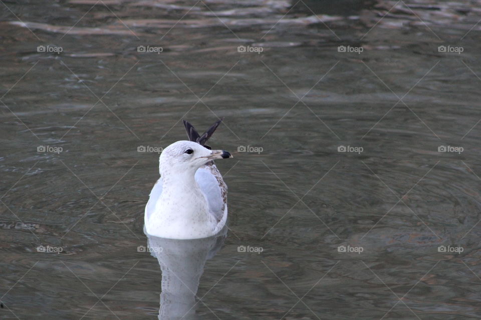 Seagull on Hudson River