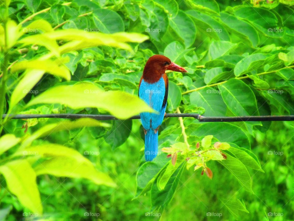 The white throated kingfisher (halcyon smyrnensis) also known as the white-breasted kingfisher.