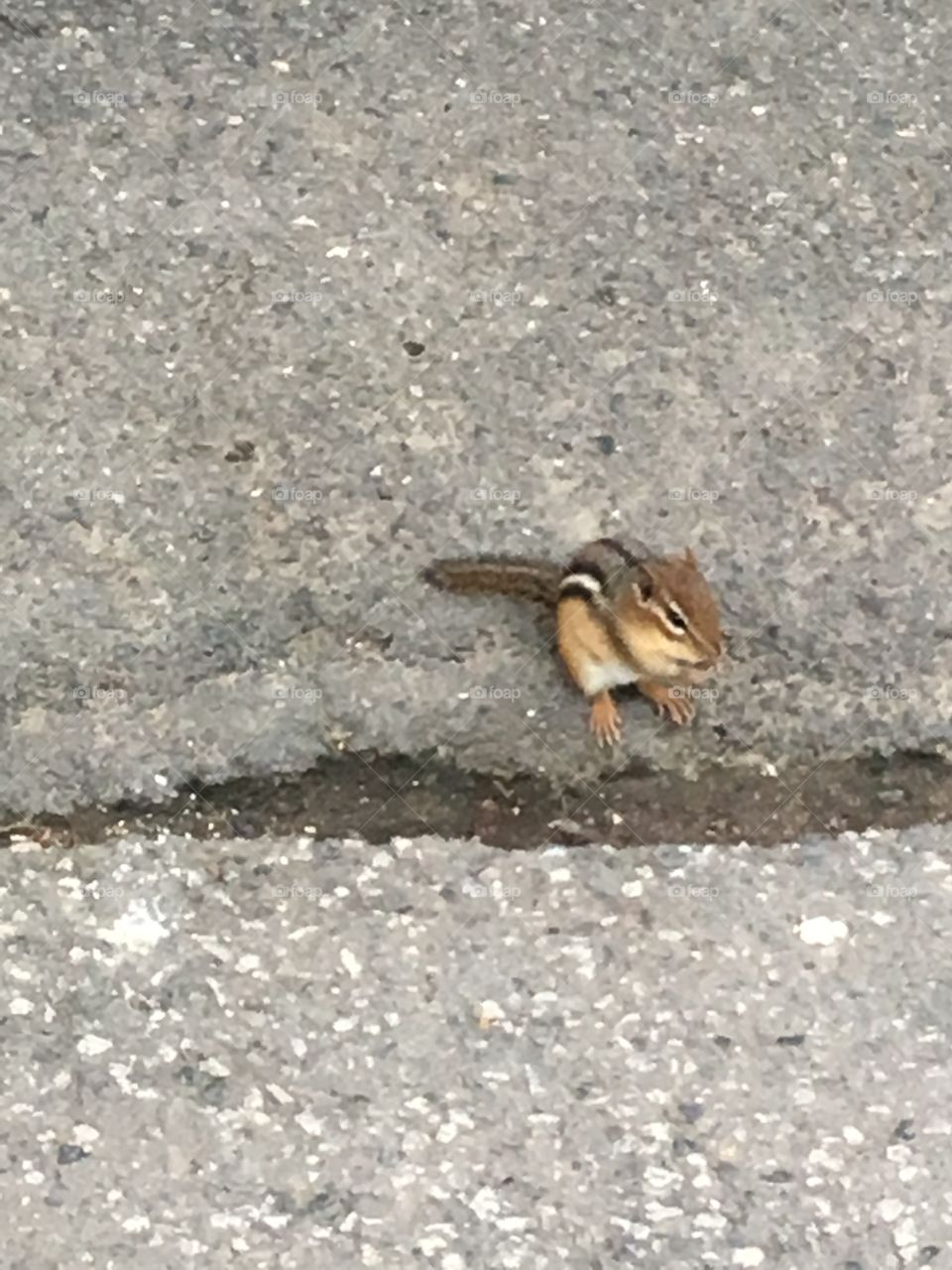 Chipmunk 