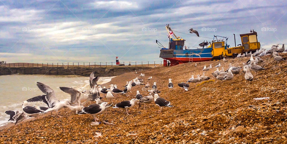 Seagull feeding frenzy on the fisherman’s beach in Hastings UK 