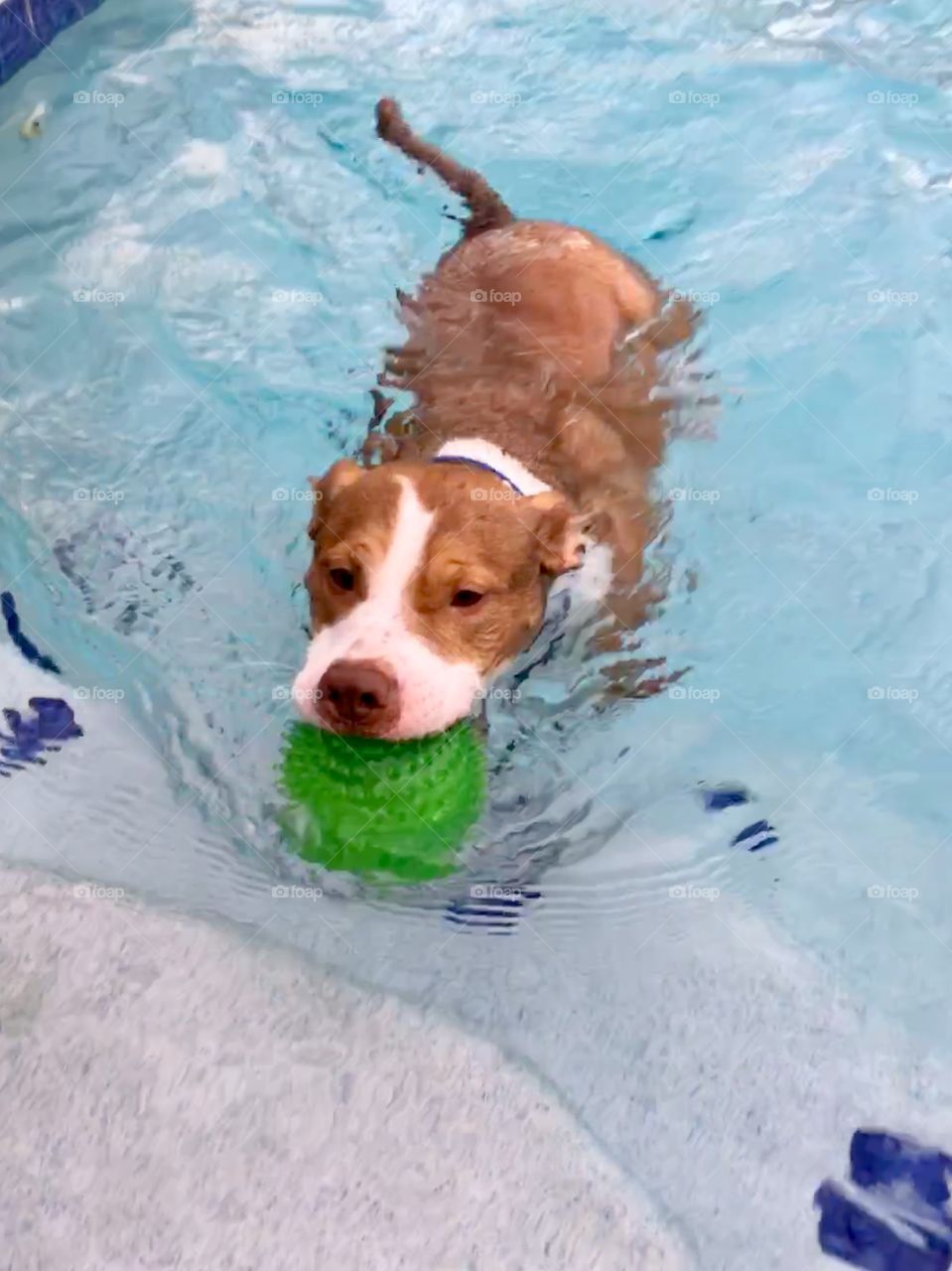Beautiful rescue pitbull swimming in the pool
