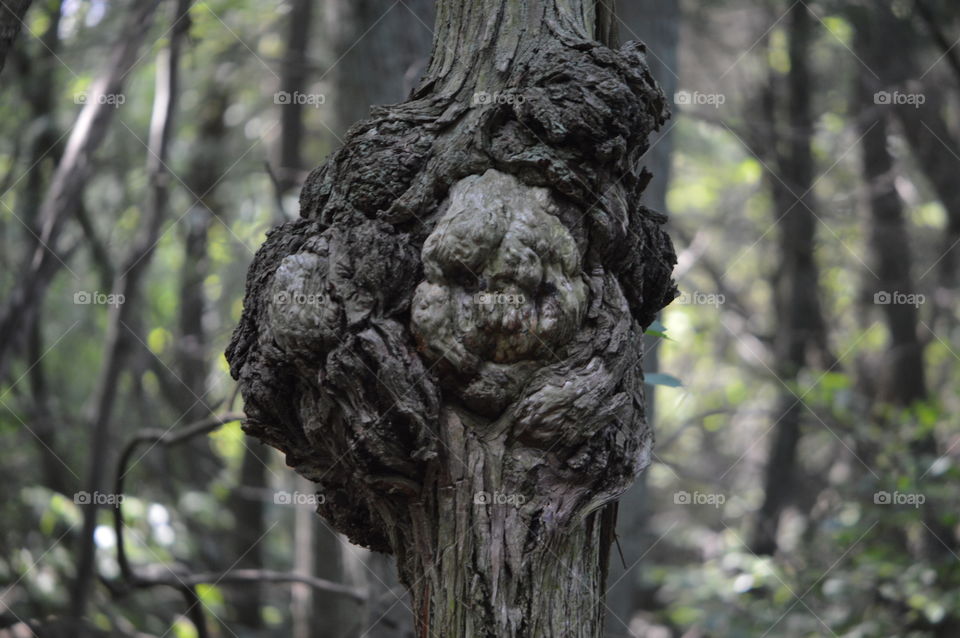 Face within the Tree