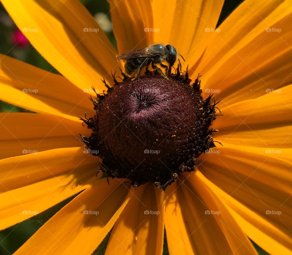 Extreme close of bee on flower