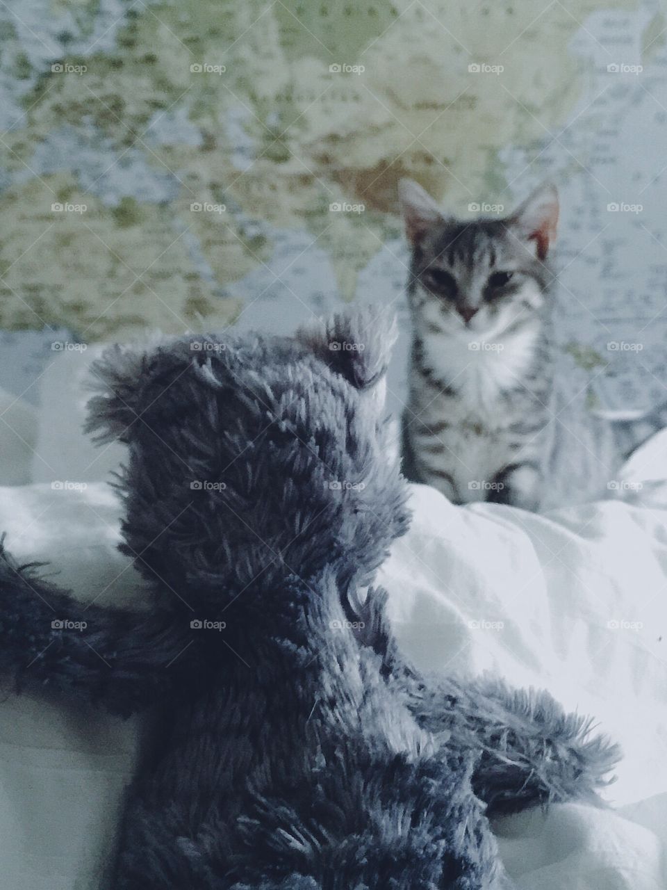 Kitten vs teddybear 