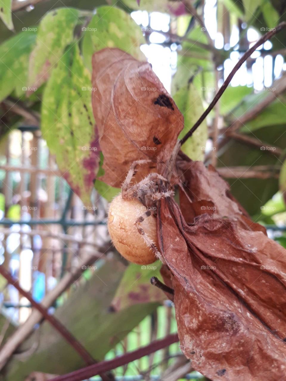 This spider definitely looks like a mushroom on legs 😮