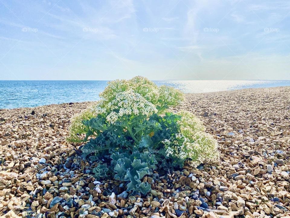 Plants on the beach 