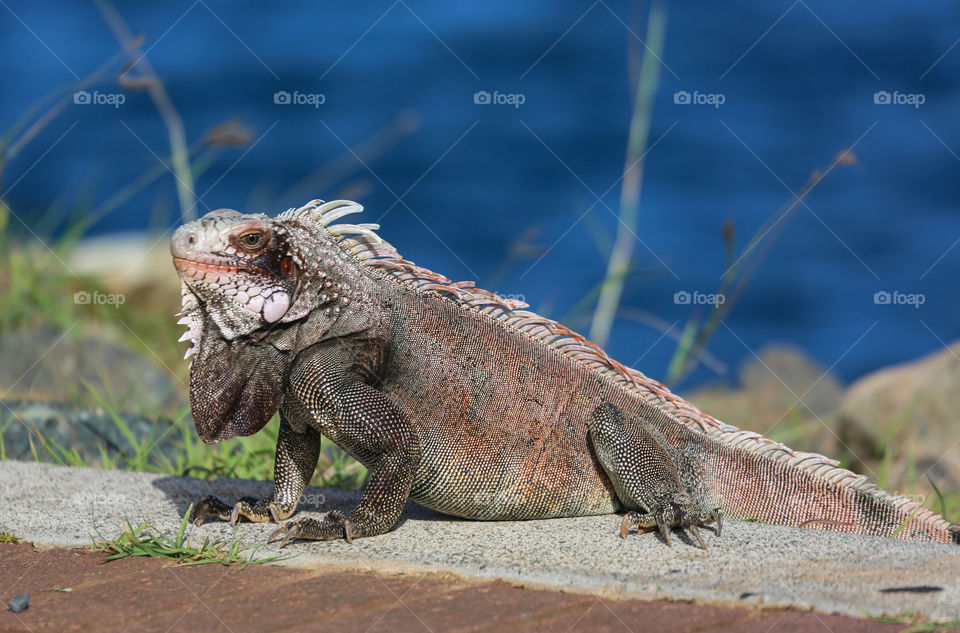 Iguana