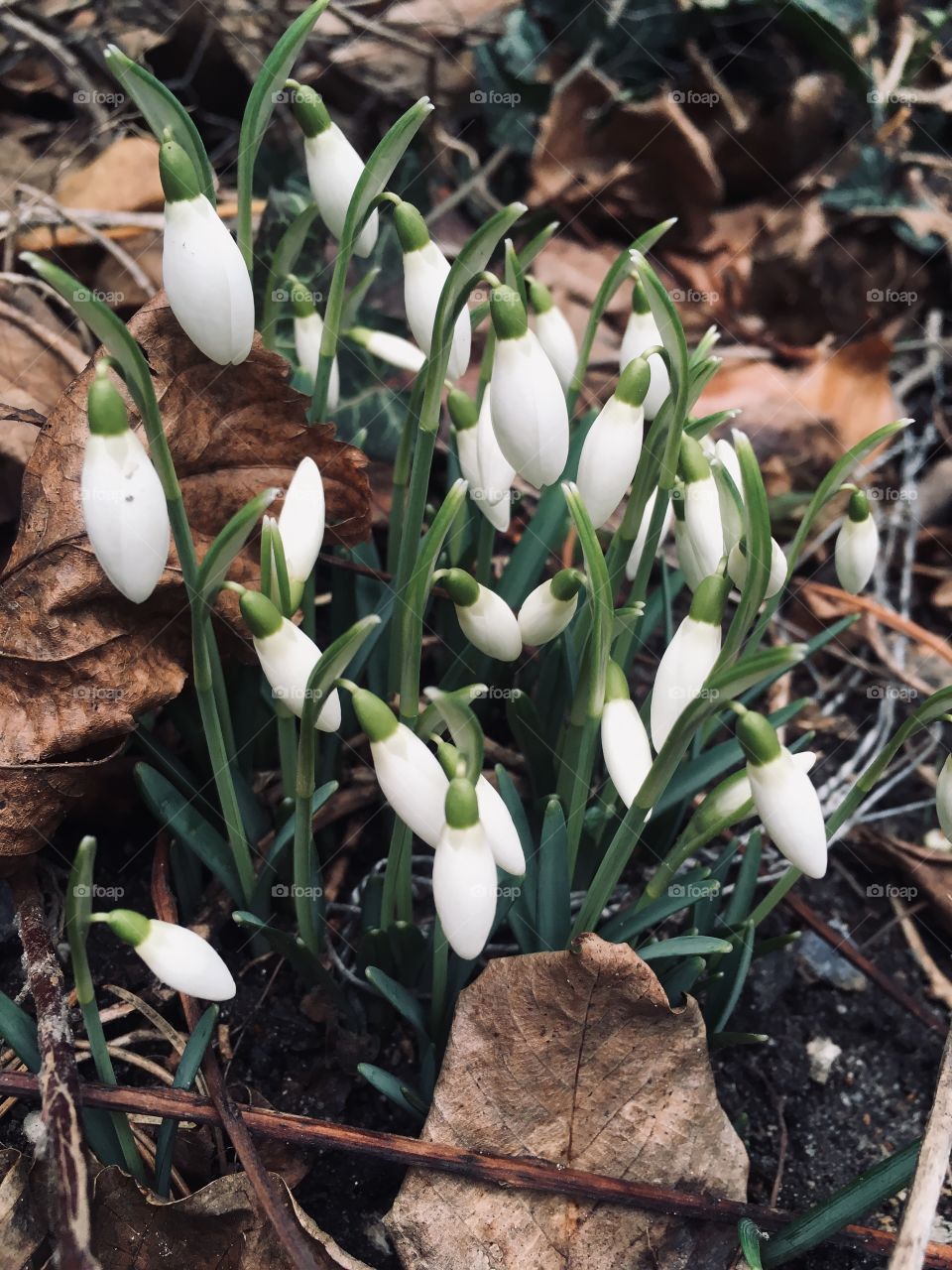 Snowdrops are blossoming, it’s soon spring. 