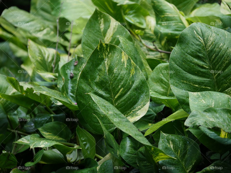 Green leafs in the Hawaiian tropical forest