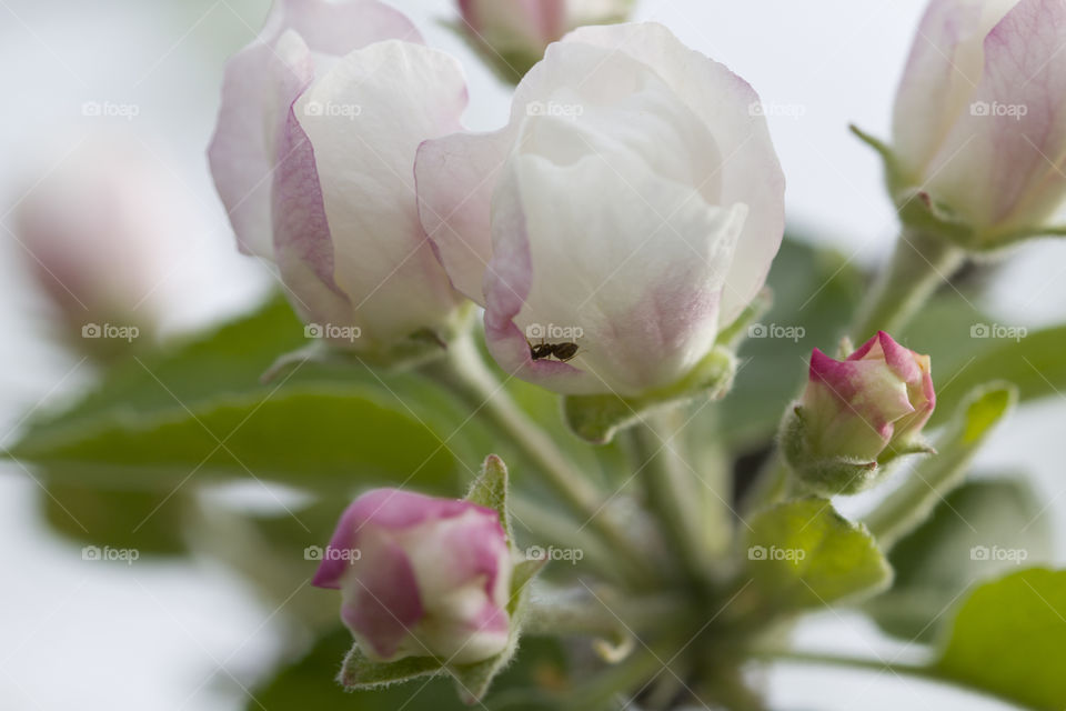 tenderness of spring.  apple tree blossom,  spring time