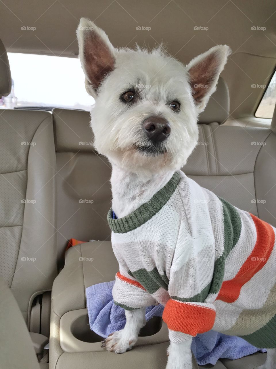 Westie Wearing a Sweater Riding in a Car