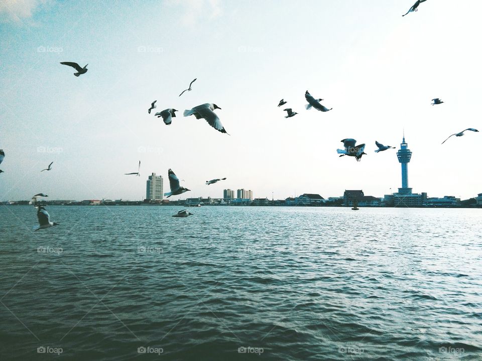 Seagulls flying over the sea