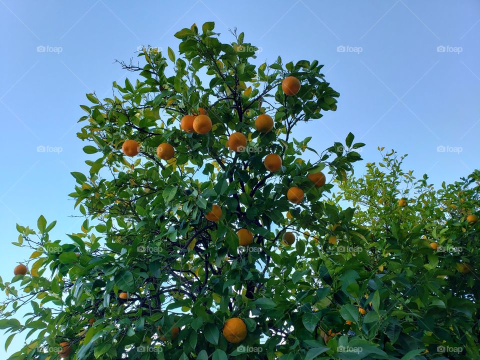 an orange tree just ripening for the year