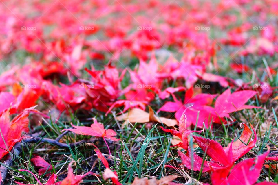 Maple leaves on grassy field