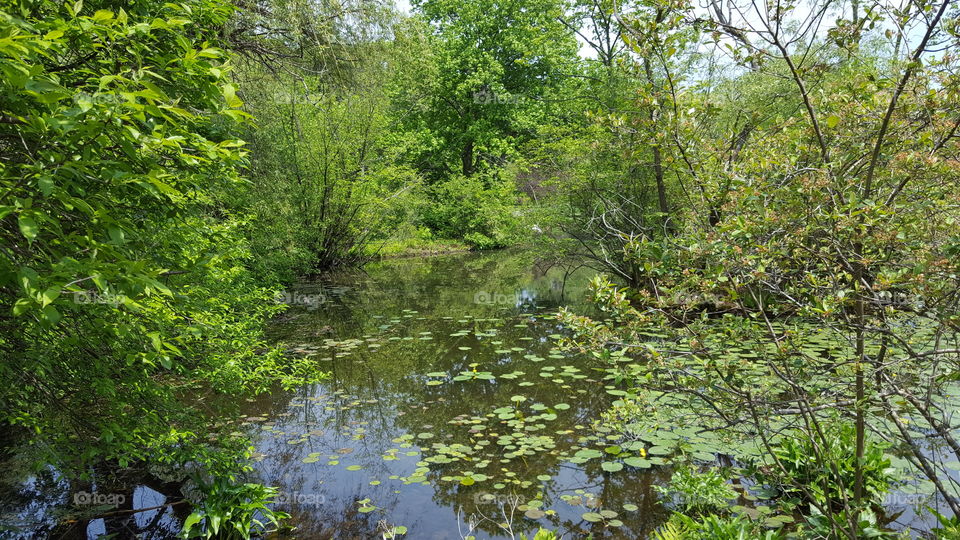 Lily Pond