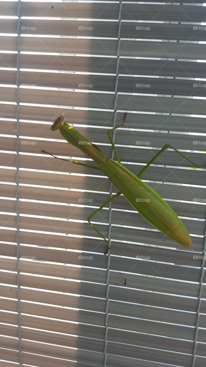 praying mantis