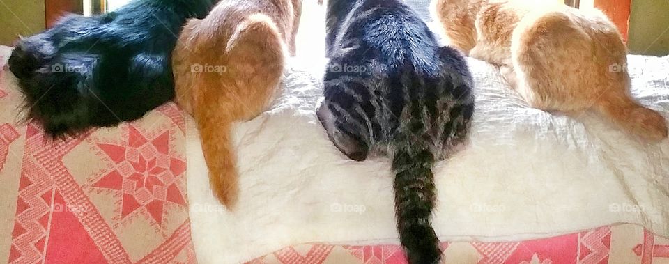 American bobtail manx cats from behind looking out window