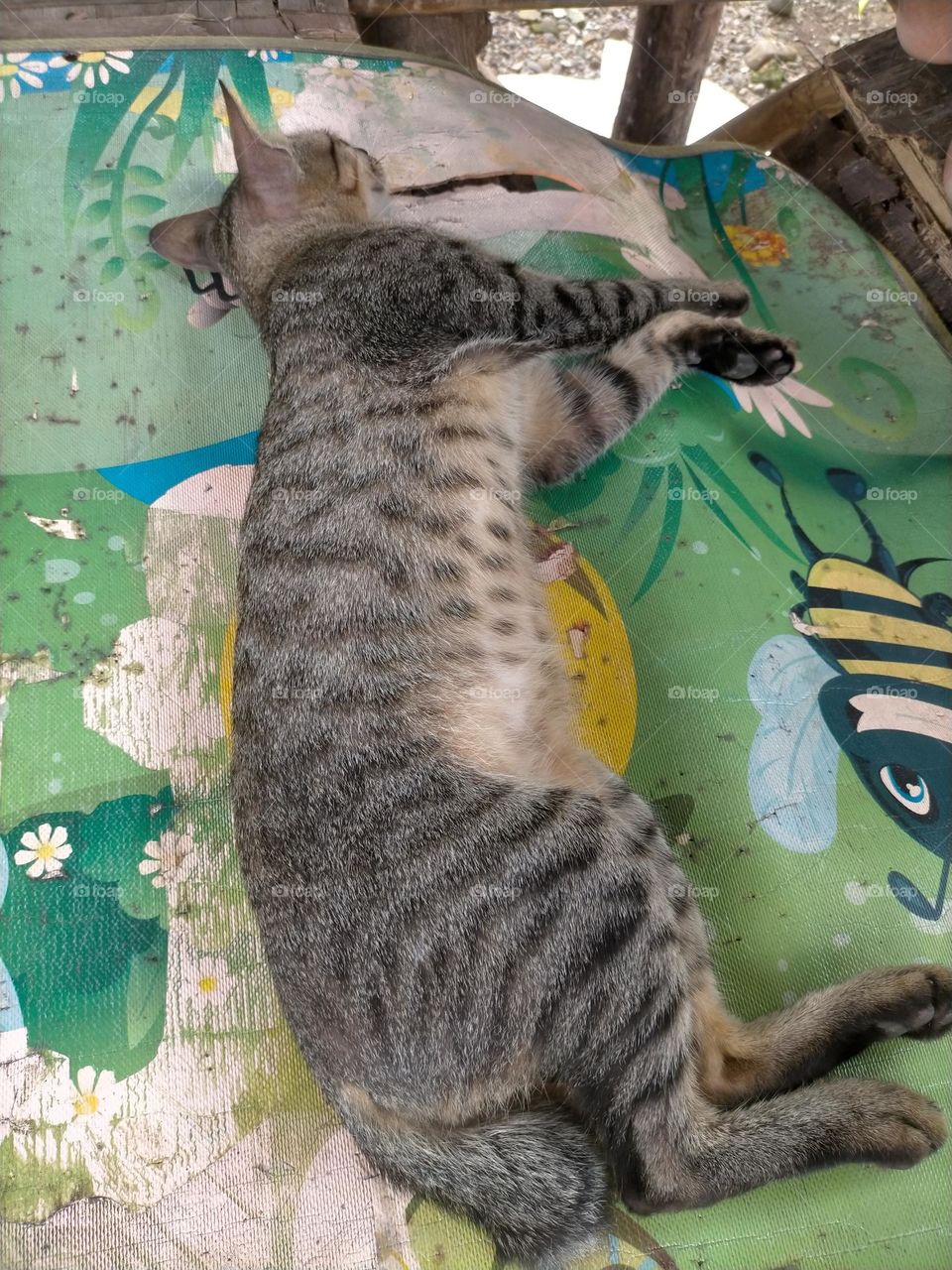 sleeping cat photo
