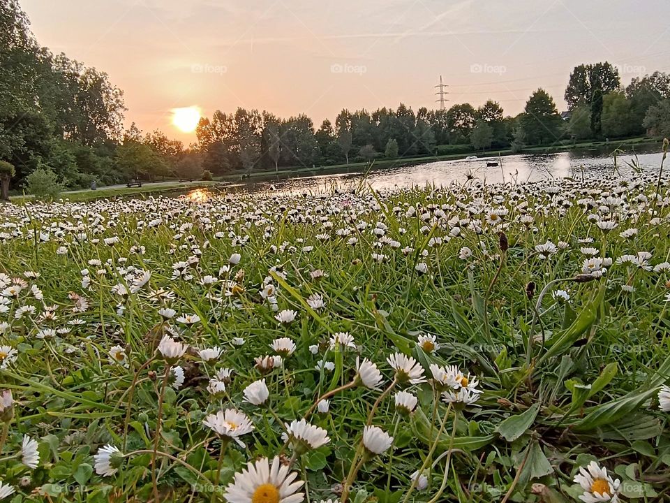 , sunset at the pond