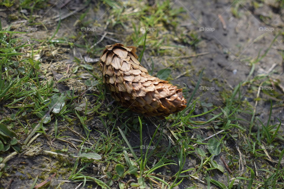 Pine cone close-up, showing defined pattern and texture