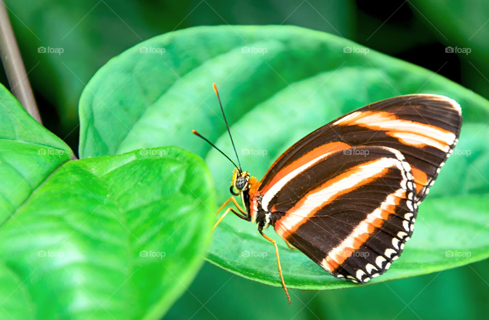 Butterfly perched on a leaf