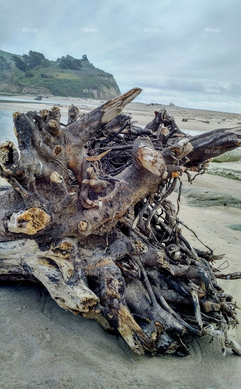 View of driftwood on sand at beach